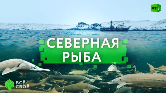 Всё своё. Северная рыба