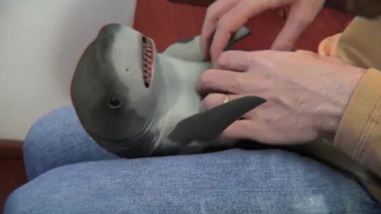 Surprised Baby Shark