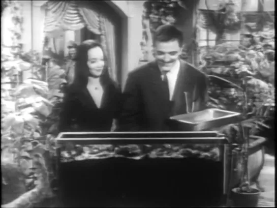 The Addams Family: [s01e05] The Addams Family Tree