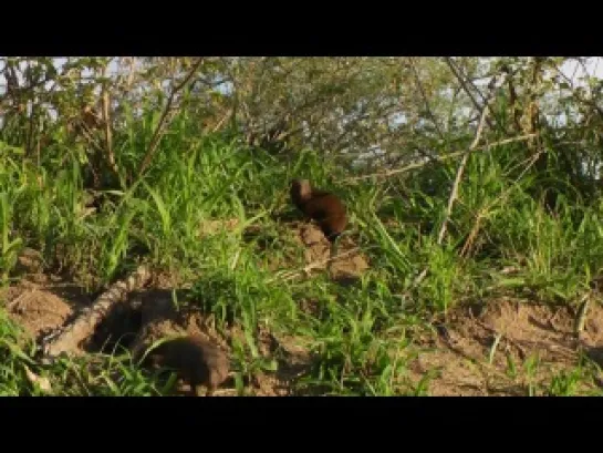 Тайны планеты Земля. Дикая Южная Африка. Сафари /Wildlife South Africa: Safar/ 2012