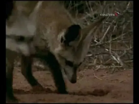 Намибийские большеухие лисицы / Namibia's bat-eared foxes (2006)