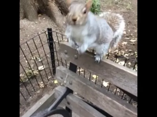 Saucy rodent (Vine)