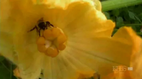 Silence of the bees (2007)