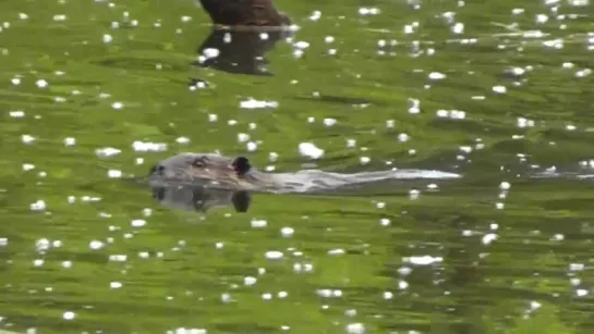 Beaver swimming in beaver pond suddenly slaps water with tail