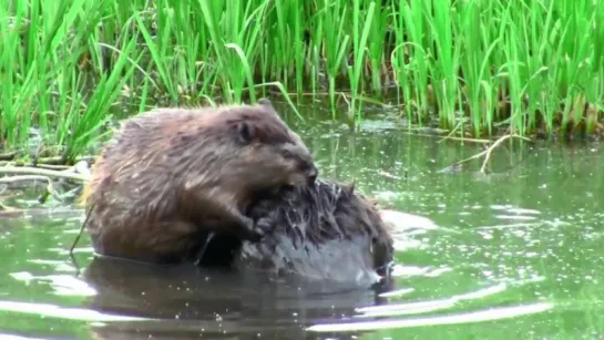 A Well Groomed Beaver is a Happy Beaver