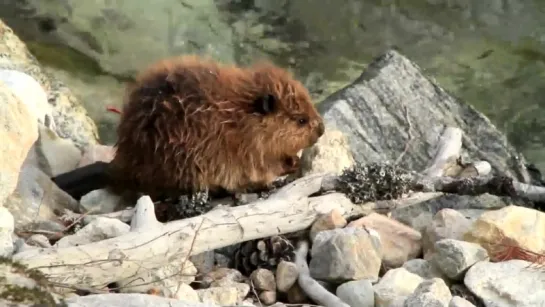 Baby Beaver Trouble