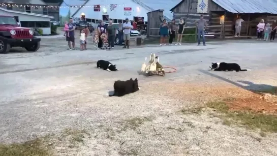 Мастерство  пастушьих  собак   ..