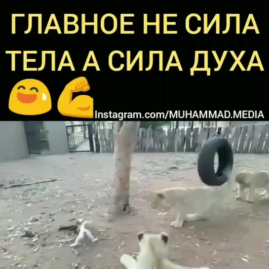 Маленький боец    ..