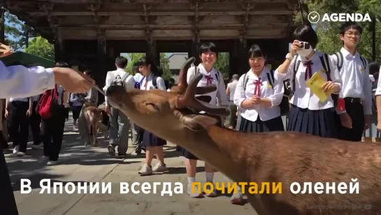 Городские олени Нары.