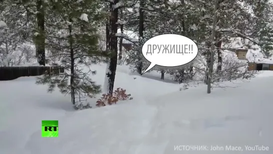 Друг в беде не бросит.