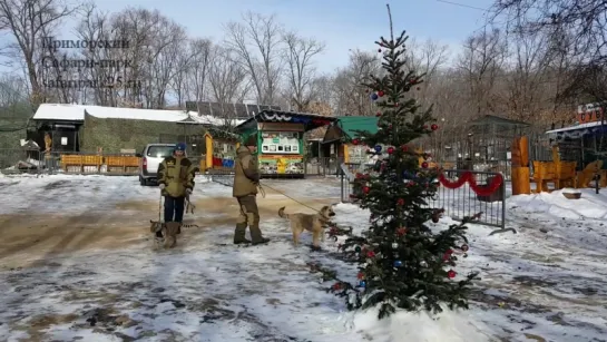 Шерхан и Табаки готовятся к Новому Году