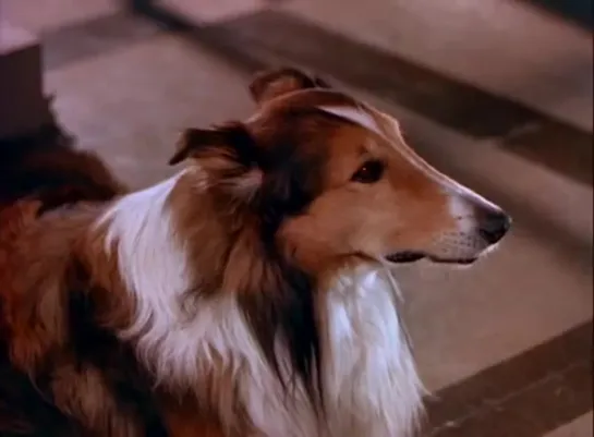 Вызов Лесси / Challenge to Lassie, (1949) драма  приключения дети в кино