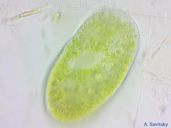 Инфузория Paramecium bursaria. 1500х