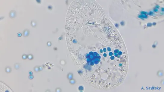 Инфузории Paramecium Sp. накормленные окрашенными дрожжами.