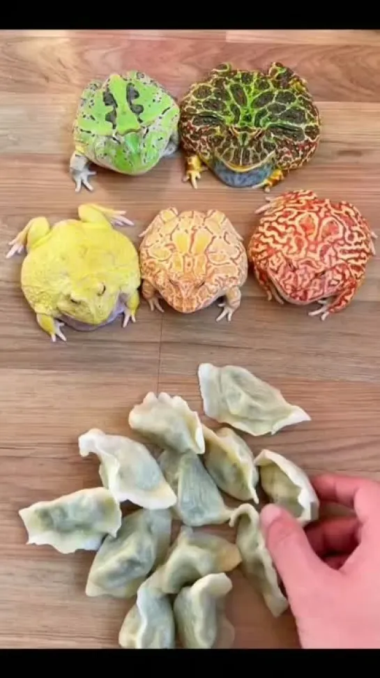 toads_eating_dumplings