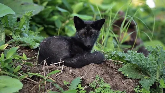 очарование 🦊