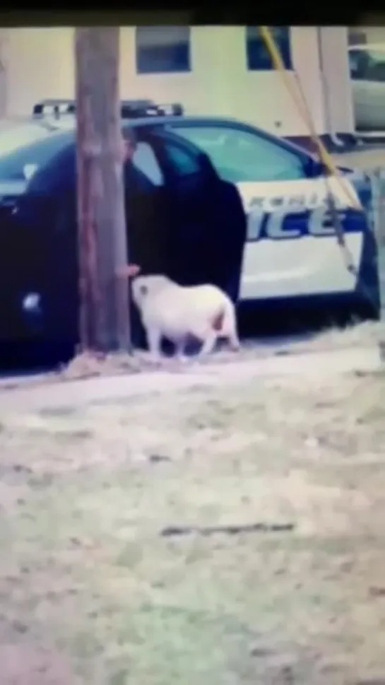 Ohio police officer helps lure runaway pig into car with pizza