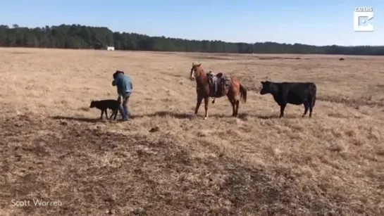 Horse helps ranchers tag calves by protecting them from cows