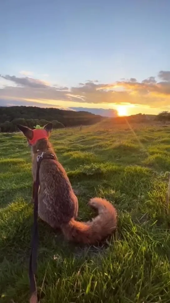 лиса в шапке на закате 🌄