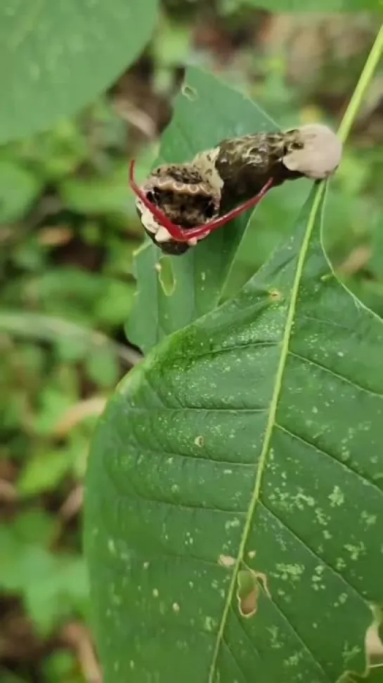 Papilio cresphontes or Giant Swallowtail Caterpillar by Snagbug