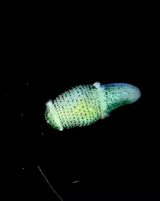 Little echiuran (spoon worm) larva found in Curaçao/  by Igor Adameyko