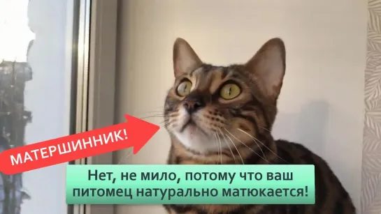 Кекающие коты