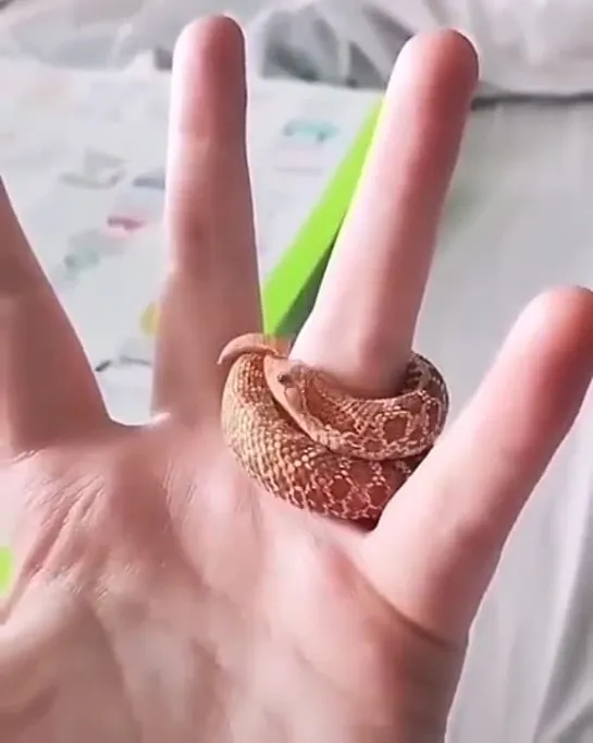 a baby hognose snake