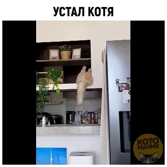 Котомания