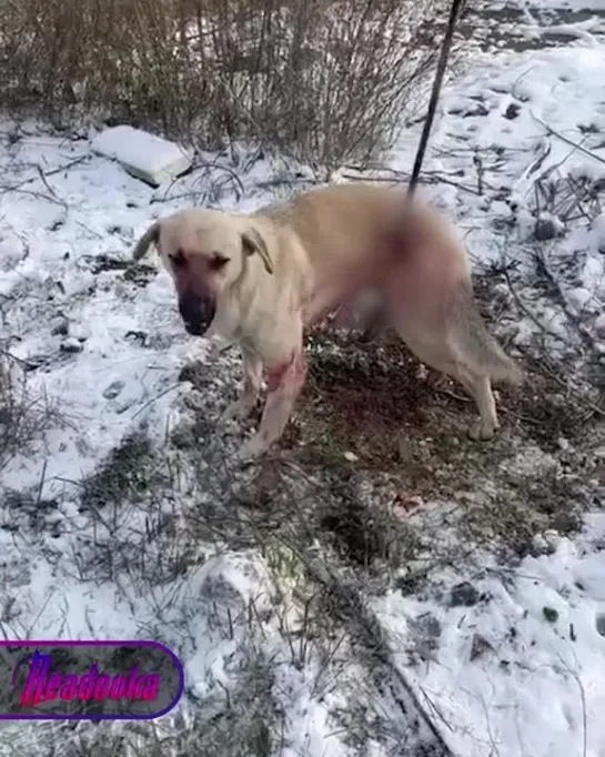 Видео от Шумерский Хуторок