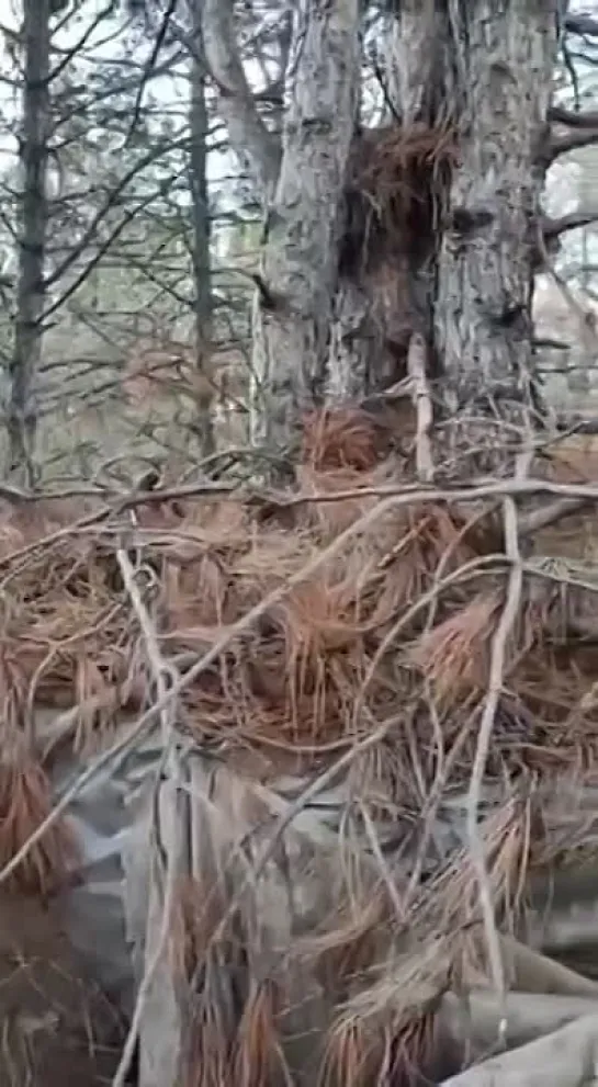 Видео от Шумерский Хуторок