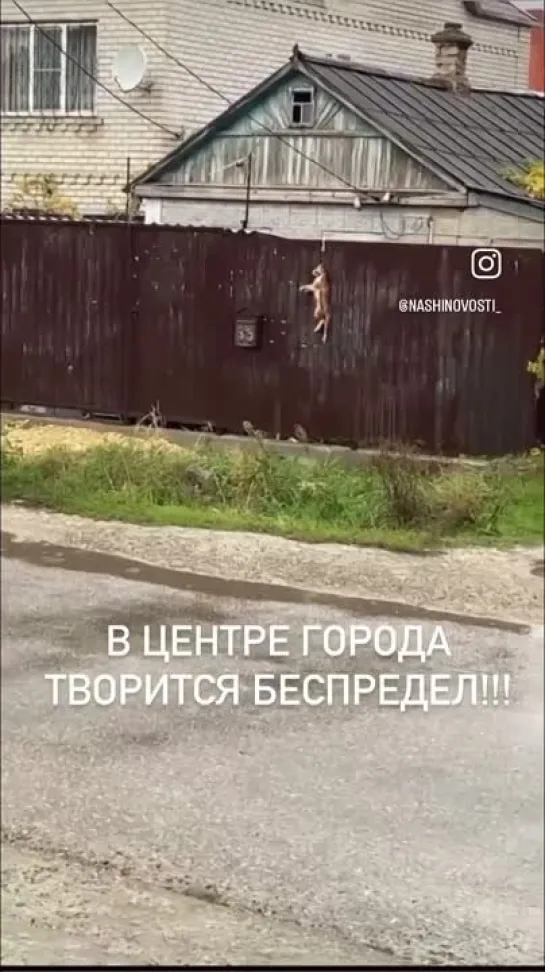 Видео от Шумерский Хуторок