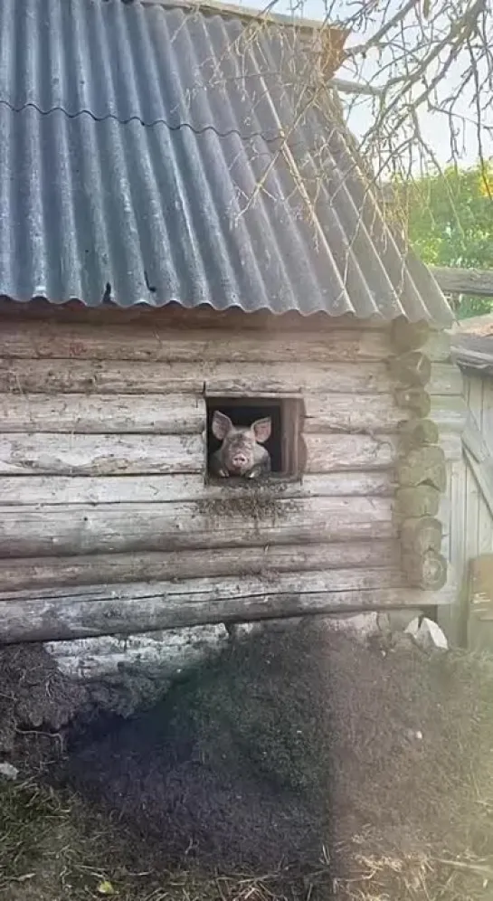 Видео от Шумерский Хуторок