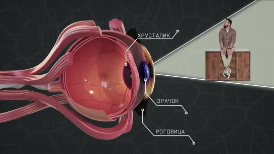 👤  Тайны анатомии. Органы чувств. Фильм первый