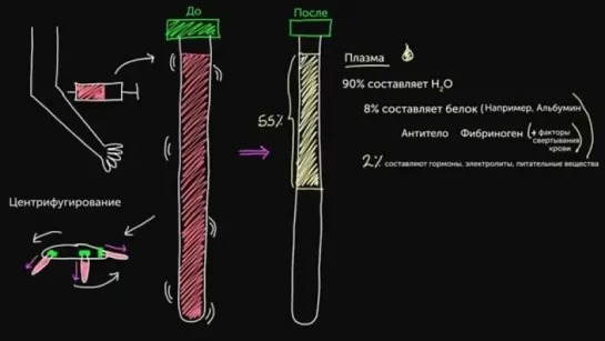 03-Состав крови