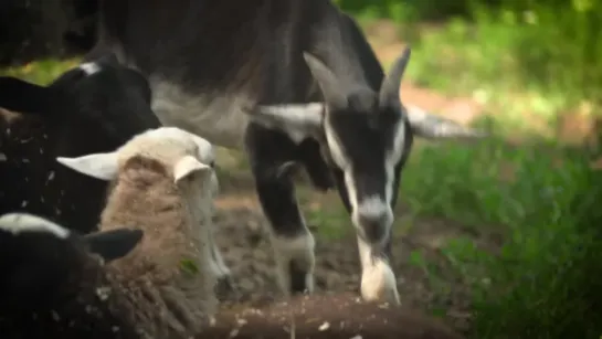 🐐 Николай Дроздов рассказывает о козах (10 серия)