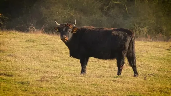 🐮 Николай Дроздов рассказывает о коровах (9 серия, 2023)