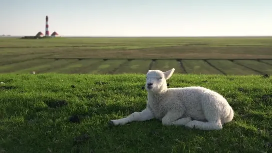 🐑 Николай Дроздов рассказывает об овцах (7 серия)