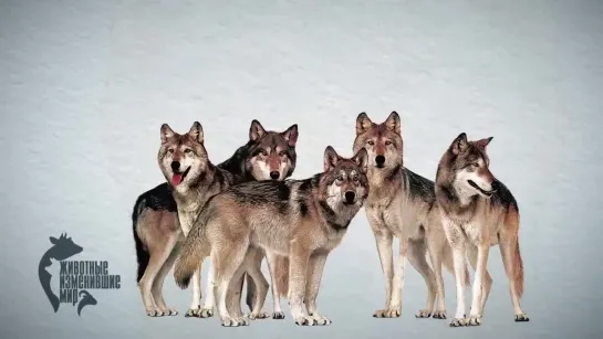 🐕 Николай Дроздов рассказывает о собаках (2 серия, 2023)