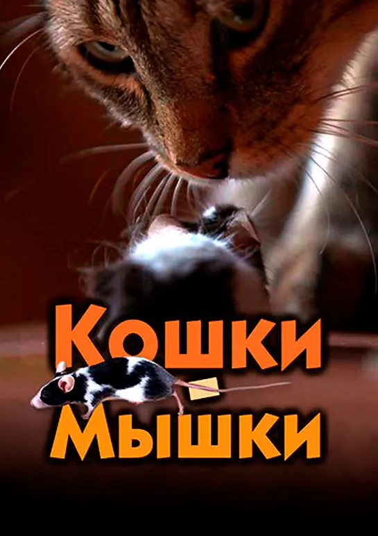 🐈💥🐁 Кошки-мышки