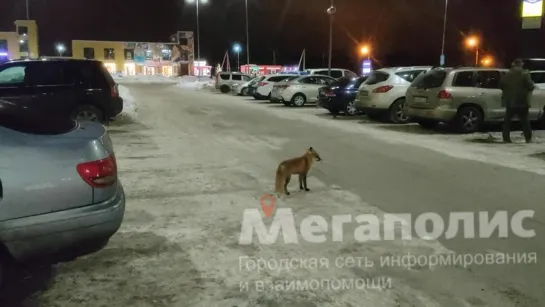 Видео от ДТП и ЧП | Санкт-Петербург | Питер Онлайн | СПб