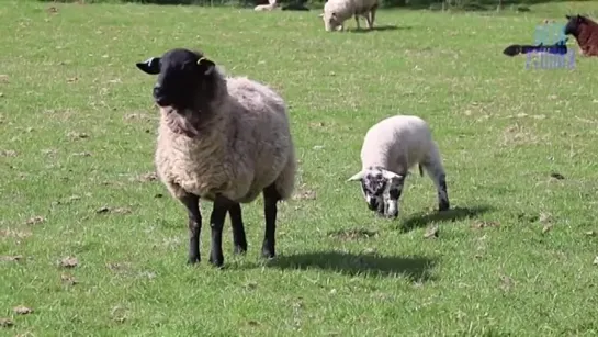 ЗАЧЕМ НАС РАЗВОДЯТ 🐑 ВСЯ ПРАВДА О ЧЕЛОВЕЧЕСКОЙ ФЕРМЕ И СКОТОБОЙНЕ.