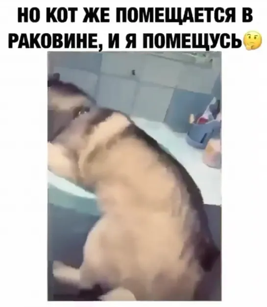 Видео Собака бабака