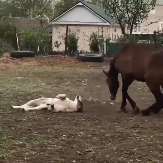 Собакин и Лошадка