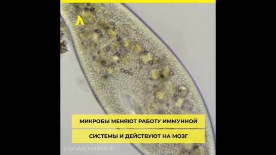 Учёные обнаружили бактерии, вызывающие слабоумие | АКУЛА