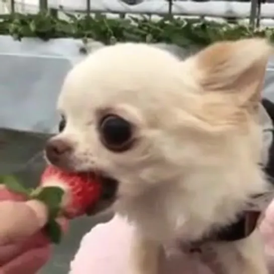 Женские Хитрости (vk.com/womantrlck) Ты не ты,когда голоден 😂 🍓🍓🍓🐶🐶🐶