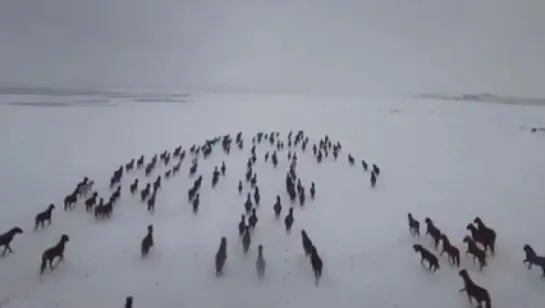 Табун уходит в снежную даль...