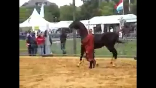 Akhal-Teke Show in Luxembourg 2007