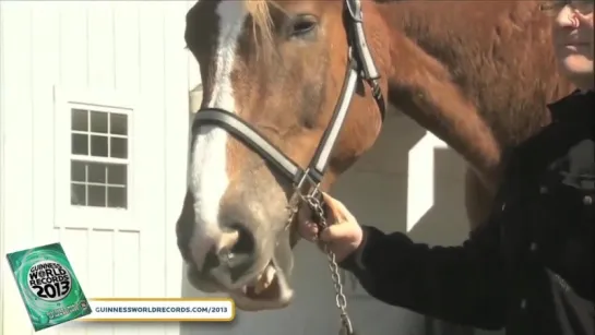 Worlds Tallest Horse - Meet The Record Breakers - Guinness