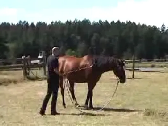 Parelli Natural Horsemanship, Level 1, part 1