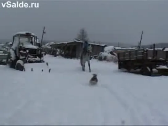 Конный двор в Верхней Салде